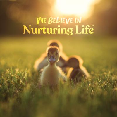 Show full view: Manna Pro Duck Starter Grower Crumbles Duck Food, 8-lb bag slide 7 of 8