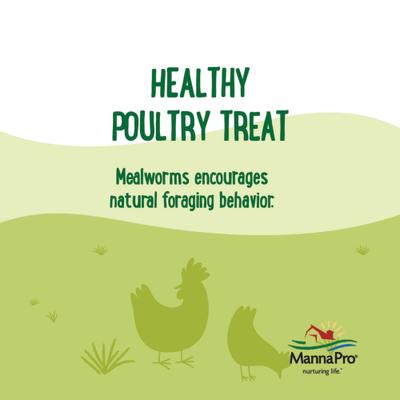 Show full view: Manna Pro Farmhouse Favorites Mealworms Chicken Treats, 10-oz bag slide 4 of 8