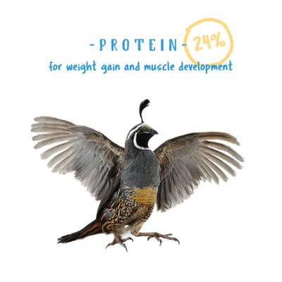 Show full view: Manna Pro Gamebird Showbird Starter Grower Crumbles Chicken Food, 5-lb bag slide 4 of 10