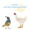 Show in main carousel: Manna Pro Gamebird Showbird Starter Grower Crumbles Chicken Food, 5-lb bag slide 9 of 10