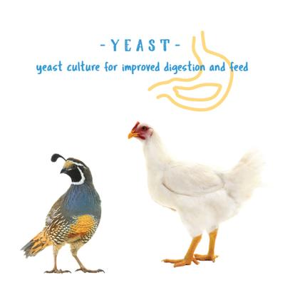 Show full view: Manna Pro Gamebird Showbird Starter Grower Crumbles Chicken Food, 5-lb bag slide 9 of 10