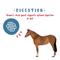 Show in main carousel: Manna Pro Horse-Manna Nutrition Enhancement Performance Supplement for Horses, 20-lb bag slide 5 of 6