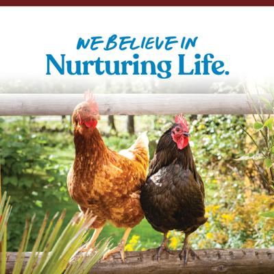 Show full view: Manna Pro Oyster Shell Poultry Supplement, 5-lb bag slide 7 of 9