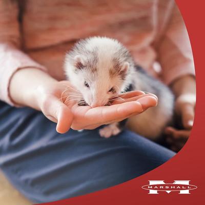 Show full view: Marshall Bandits Premium Meaty Bacon Flavor Ferret Treats, 3-oz bag slide 7 of 8