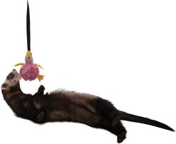 Marshall Bungee Ferret Toy, Duck slide 1 of 2