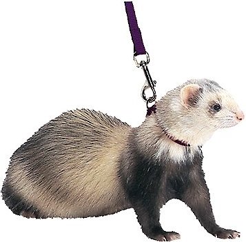FERRET HARNESS AND LEAD FERRET HARNESS AND LEAD
