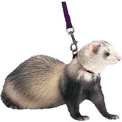 Marshall Harness & Lead Ferret Leash, Black