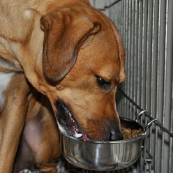 Maslow Stainless Steel Kennel Dog Bowl, 4-cup slide 2 of 4