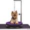 Show in main carousel: Master Equipment Small Dog & Cat Grooming Table, Purple slide 4 of 6