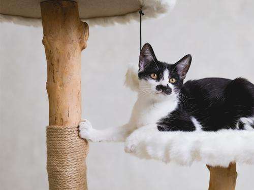 Show full view: Mau Alba 43-in Modern Wooden Cat Tree & Condo, White slide 6 of 9