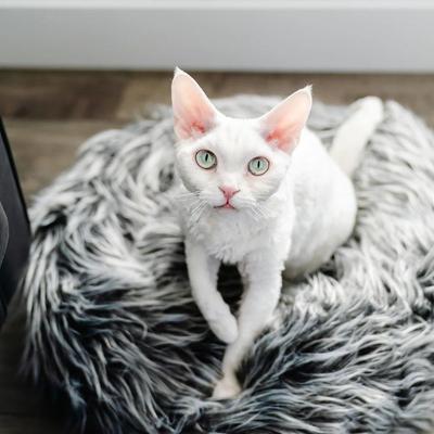 Show full view: Mau Fluffi Donut Dog & Cat Bed, Gray slide 4 of 10