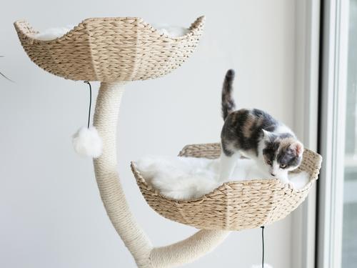 Show full view: Mau Ivy 3, 53-in Modern Cat Tree, Natural slide 4 of 10