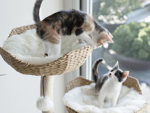 Show full view: Mau Ivy 3, 53-in Modern Cat Tree, Natural slide 6 of 10