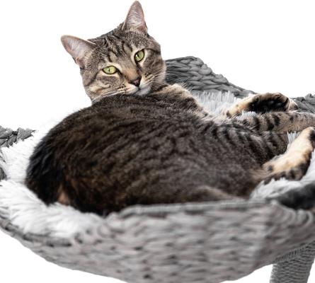 Show full view: Mau Ivy Cat Tree, Large, Gray slide 6 of 8