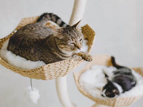 Show full view: Mau Ivy Cat Tree, Large, White slide 5 of 8