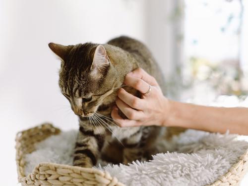 Show full view: Mau Uni 41-in Faux Fur Basket Bed Cat Tree, Gray slide 4 of 9