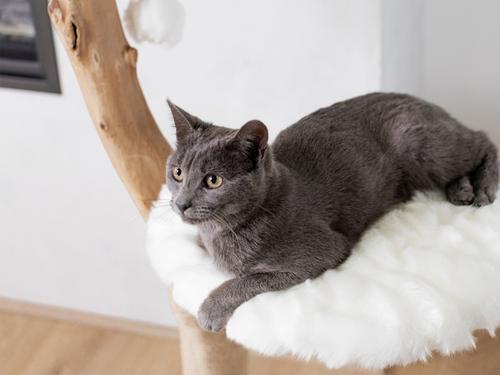 Show full view: Mau Uni 41-in Faux Fur Basket Bed Cat Tree, White slide 3 of 10