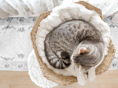 Show full view: Mau Uni 41-in Faux Fur Basket Bed Cat Tree, White slide 4 of 10