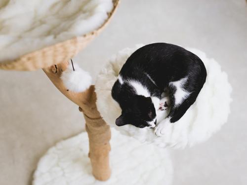 Show full view: Mau Uni 41-in Faux Fur Basket Bed Cat Tree, White slide 7 of 10