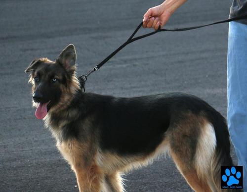 Show full view: Max and Neo Dog Gear Nylon Reflective Double Dog Leash, Black, 6-ft long, 1-in wide slide 7 of 11