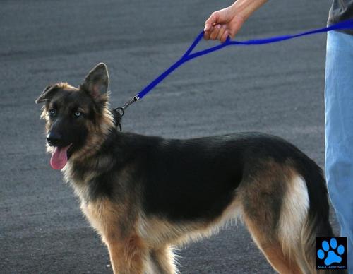 Show full view: Max and Neo Dog Gear Nylon Reflective Double Dog Leash, Blue, 6-ft long, 1-in wide slide 6 of 10