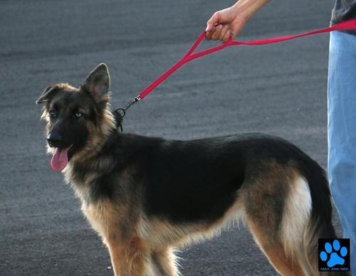 Show full view: Max and Neo Dog Gear Nylon Reflective Double Dog Leash, Pink, 6-ft long, 1-in wide slide 7 of 11