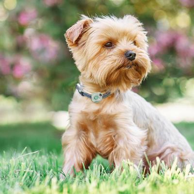 Show full view: Max & Molly Soundshield Mini 24/7 UltraSonic Tick & Flea Repeller Collar Tag for Dogs & Cats, Jade slide 4 of 7