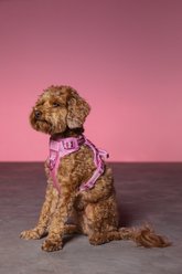 maxbone & Christian Cowan Glitz Dog Leash, Harness & Pouch Set, Pink, Large: 16-28 inches slide 2 of 8