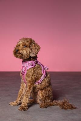 Show full view: maxbone & Christian Cowan Glitz Dog Leash, Harness & Pouch Set, Pink, Medium: 14-24 inches slide 8 of 9