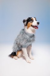 maxbone Christian Cowan Holiday Glitz Jumper Dog Sweater, Periwinkle, Large slide 2 of 3