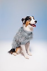 maxbone Christian Cowan Holiday Glitz Jumper Dog Sweater, Periwinkle, Small slide 2 of 3