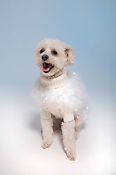 maxbone Christian Cowan Holiday Glitz Jumper Dog Sweater, Snow White, Large slide 2 of 3