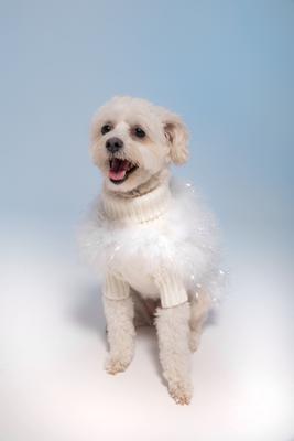 Show full view: maxbone Christian Cowan Holiday Glitz Jumper Dog Sweater, Snow White, X-Large slide 3 of 3