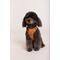 Show in main carousel: maxbone Easy Fit Dog Harness, Camel, Medium: 14-24 inches slide 3 of 4