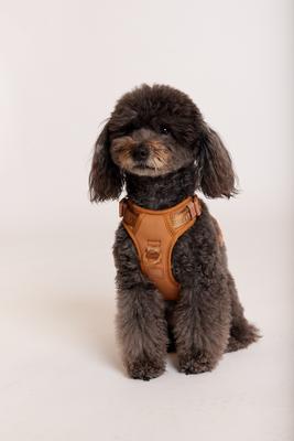 Show full view: maxbone Easy Fit Dog Harness, Camel, Medium: 14-24 inches slide 3 of 4