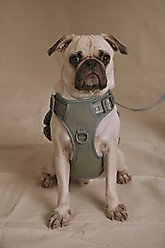 maxbone Easy Fit Dog Harness, Sage, Large: 16-28 inches slide 2 of 3