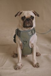 maxbone Easy Fit Dog Harness, Sage, Medium: 14-24 inches slide 2 of 3