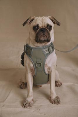 Show full view: maxbone Easy Fit Dog Harness, Sage, Medium: 14-24 inches slide 3 of 4