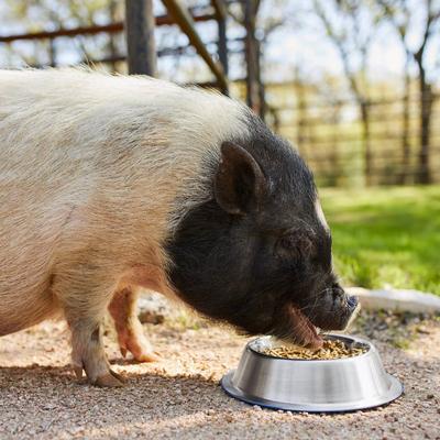 Show full view: Mazuri Mini Pig Active Adult Food, 25-lb bag slide 4 of 10