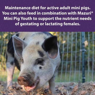Show full view: Mazuri Mini Pig Active Adult Food, 25-lb bag slide 5 of 10