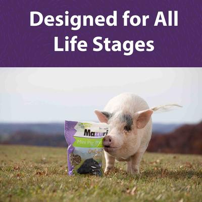 Show full view: Mazuri Oat & Honey Mini Pig Treats, 3.5-lb bag slide 5 of 8