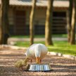 Show in main carousel: Mazuri Waterfowl Maintenance Floating Duck & Geese Feed, 50-lb bag slide 3 of 10