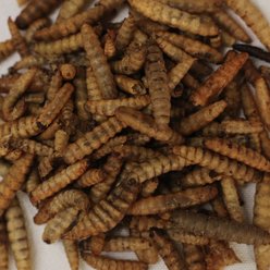 McMurray Hatchery Murray's Best Black Soldier Fly Larvae Poultry Treats, 1-lb bag slide 2 of 2