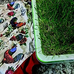 McMurray Hatchery Murray's Best Proso White Millet Poultry Supplement, 6-lb tub slide 2 of 3