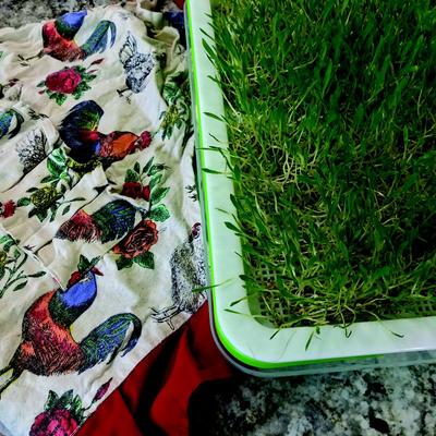 Show full view: McMurray Hatchery Murray's Best Proso White Millet Poultry Supplement, 6-lb tub slide 2 of 4