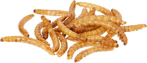 Show full view: Mealworm To Go Dried Mealworm Wild Bird Food, 3.5-oz bag slide 3 of 5