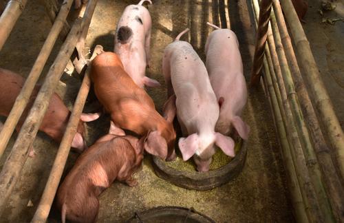 Show full view: Medalist MINI Alfalfa Pellets Horse Feed, 50-lb bag slide 7 of 10