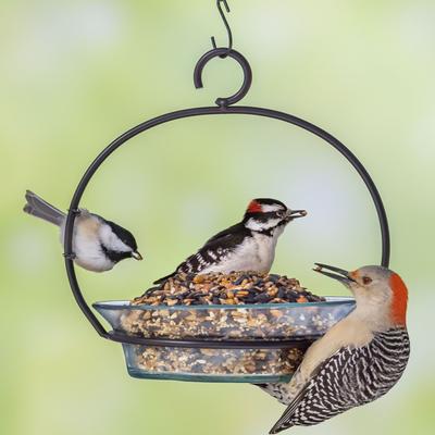 Show full view: Melody Select Hot Pepper Blend Bird Food, 9-lb bag slide 6 of 10