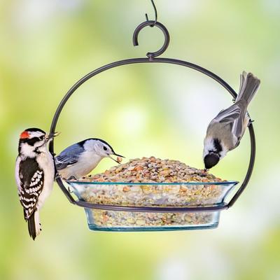 Show full view: Melody Select Waste Free Nut & Fruit Bird Food, 5-lb bag slide 6 of 10