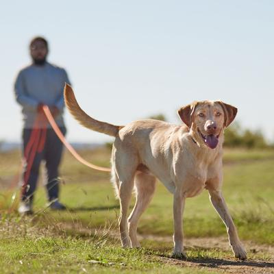 Show full view: Mendota Products Trainer Check Cord Rope Dog Lead, 30-ft long, 3/8-in wide slide 4 of 7